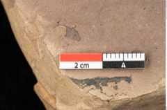 Foto (Detailsansicht) von Quercus palaeoilex Ettingshausen (NHMW-GEO-2024-0188-0921)